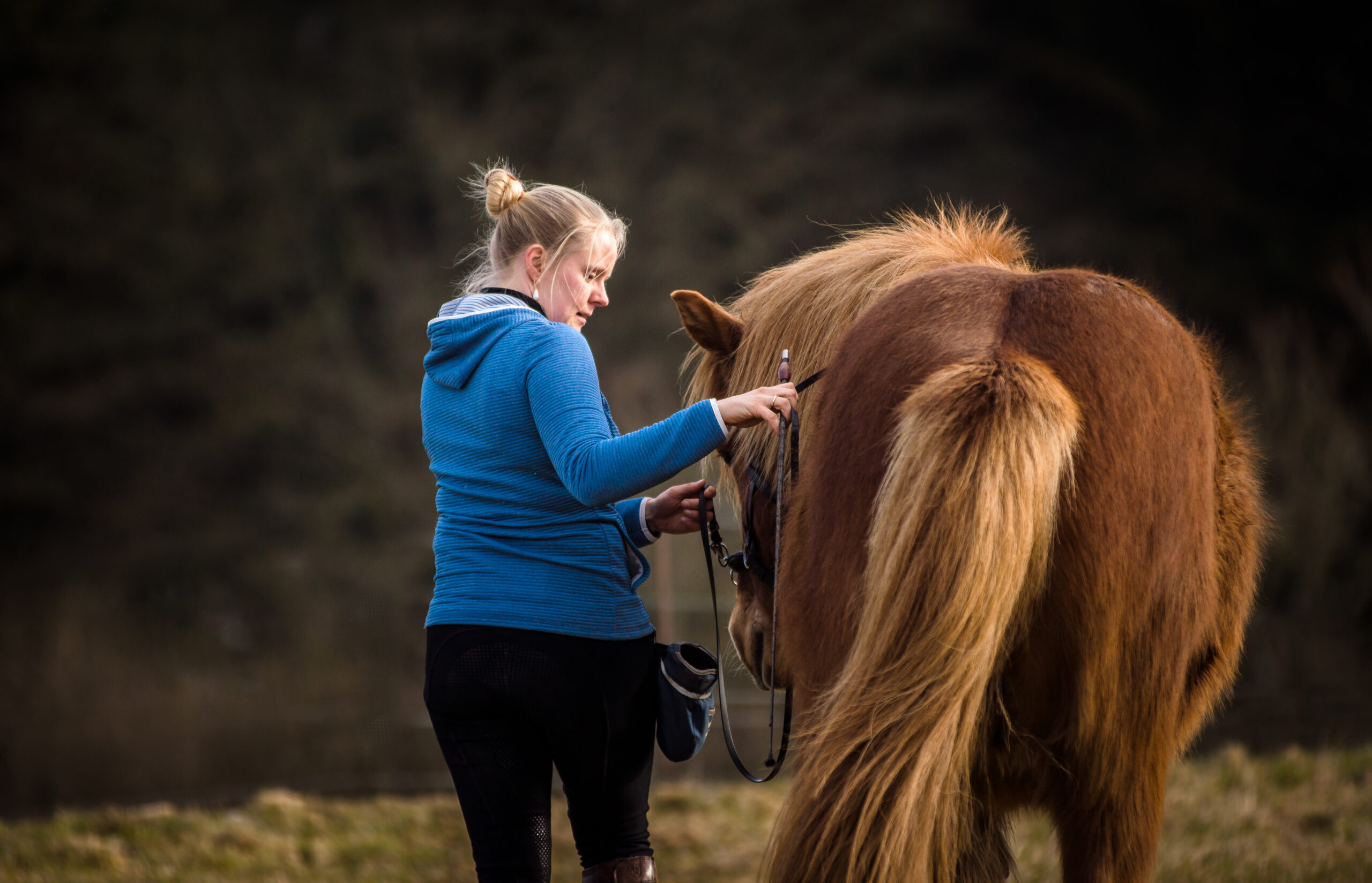 Is Every Touch Aversive? Rethinking How We Train Horses